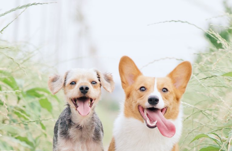Preventing Home Dog Fights in Newcastle