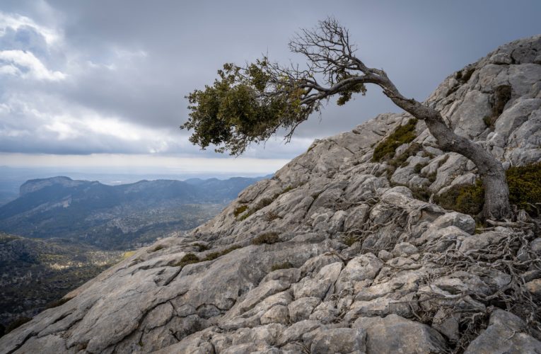 Newcastle: The Importance of Resilience in Overcoming Trauma